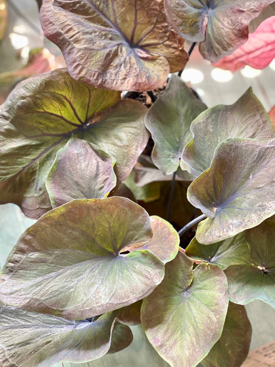 Каладиум Блэк Гибрид (Caladium Black Hibrid) D12см