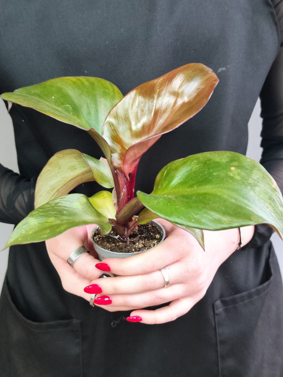 Филодендрон Империал Ред (Philodendron Imperial Red) D6см