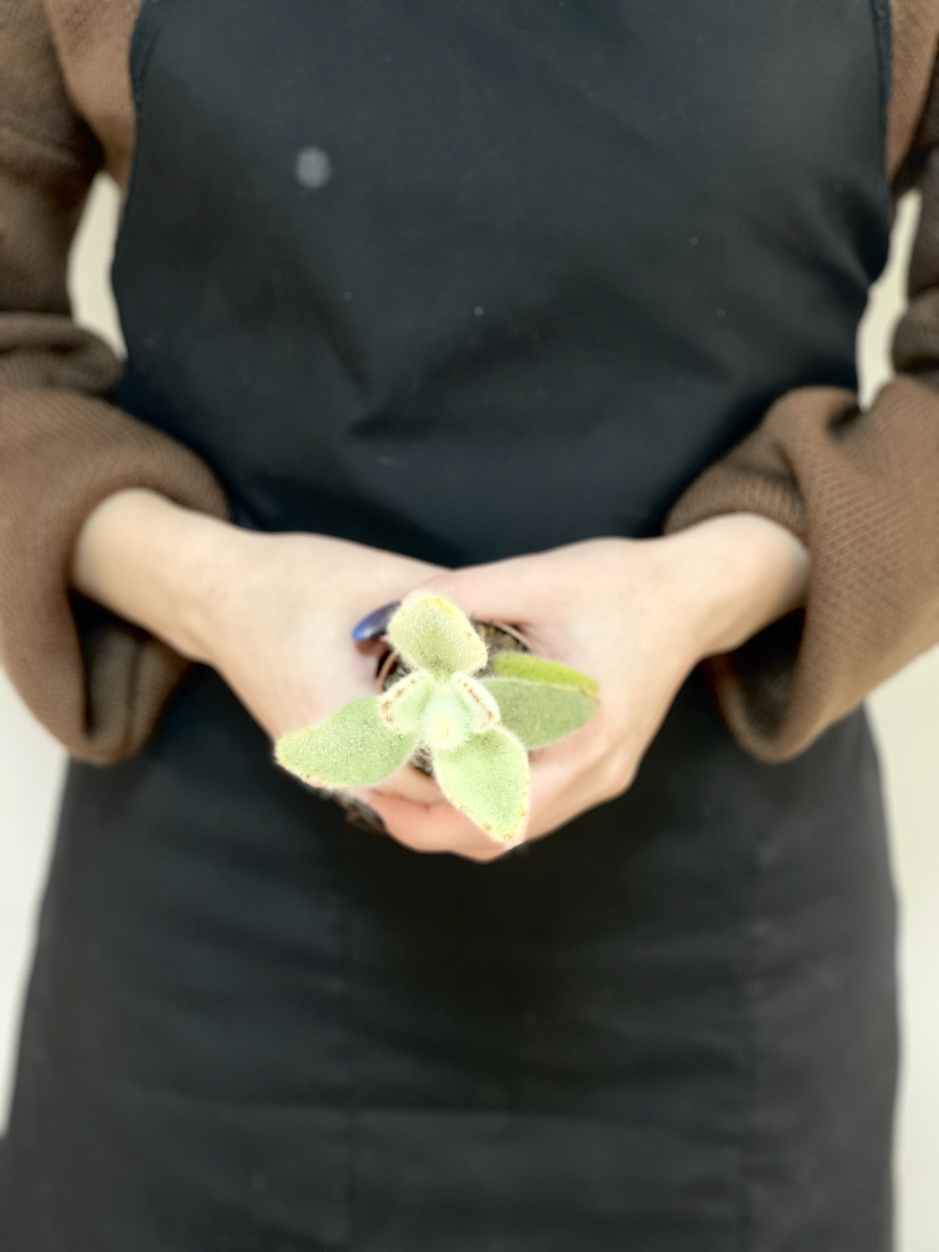 Каланхоэ Вилоза (Kalanchoe Vilosa) D5см