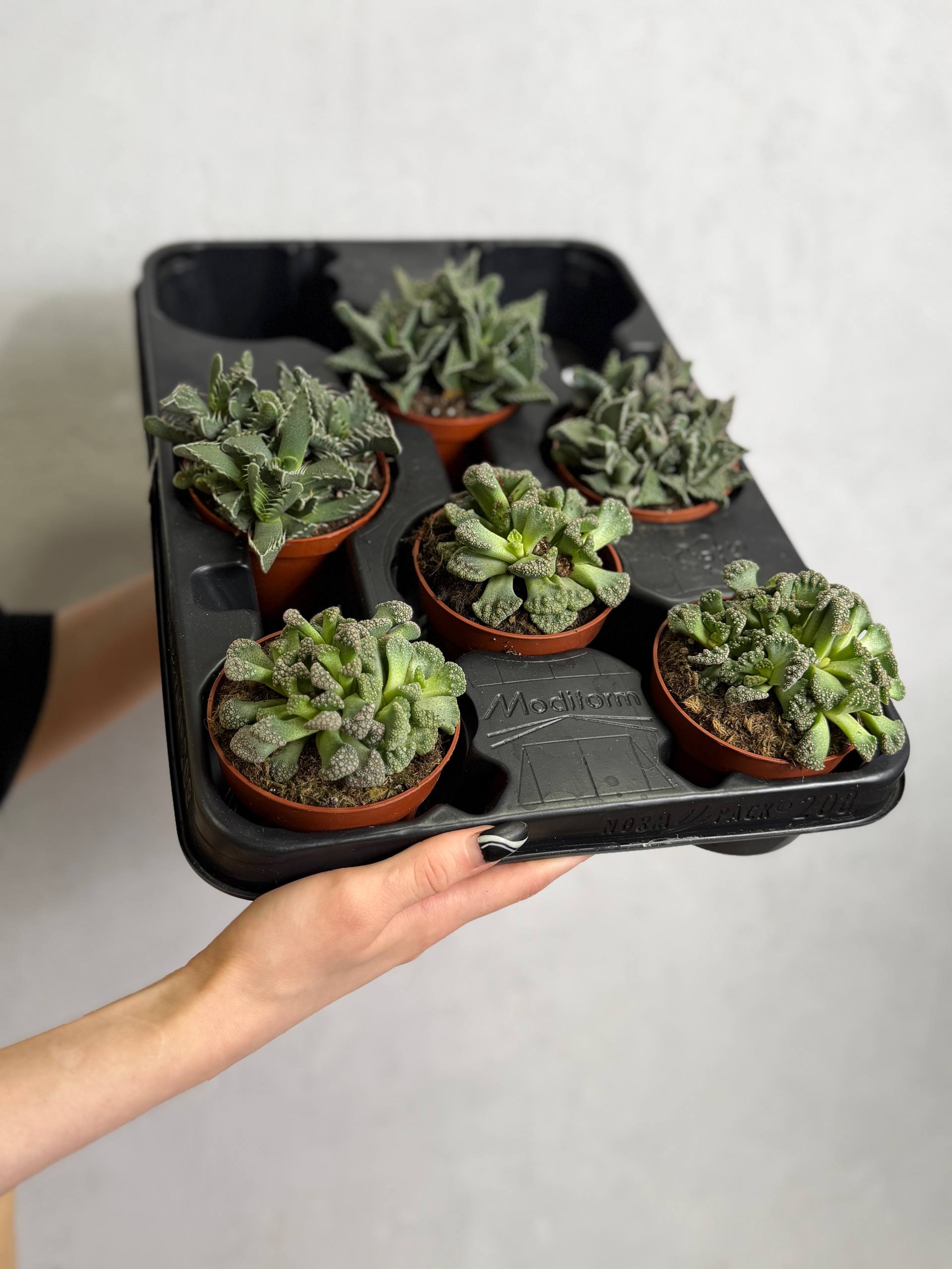Титанопсис Калькарея (Titanopsis Calcarea) D8см
