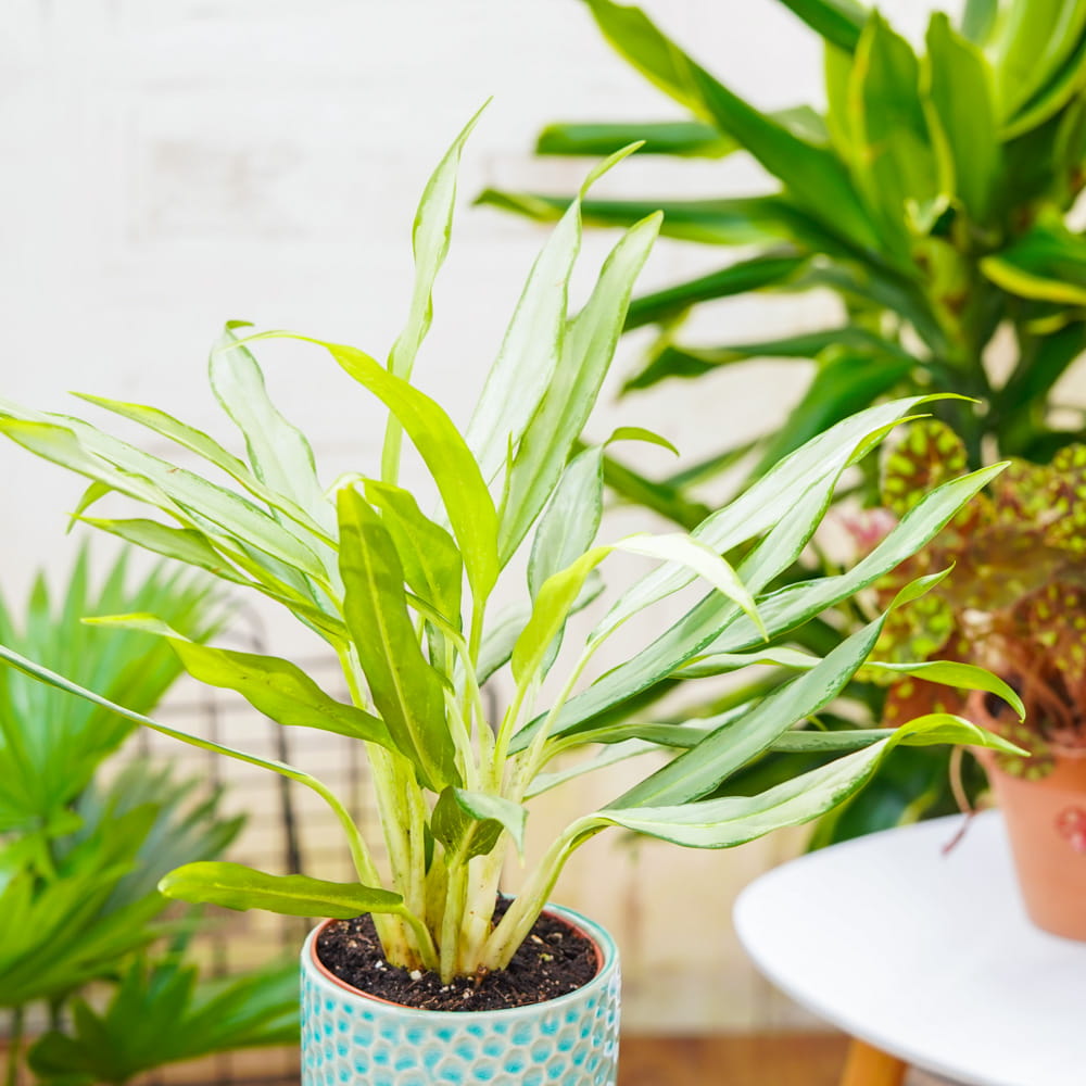 Аглаонема Вайт Ленс (Aglaonema White Lance) D12см