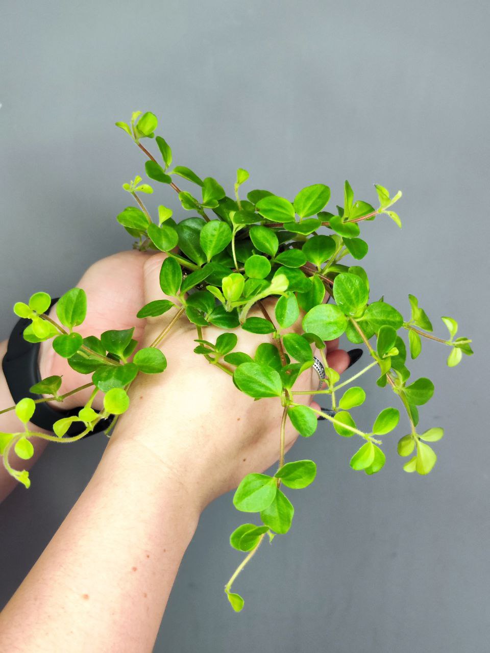 Пеперомия Круглолистная (Peperomia Rotundifolia) D5см