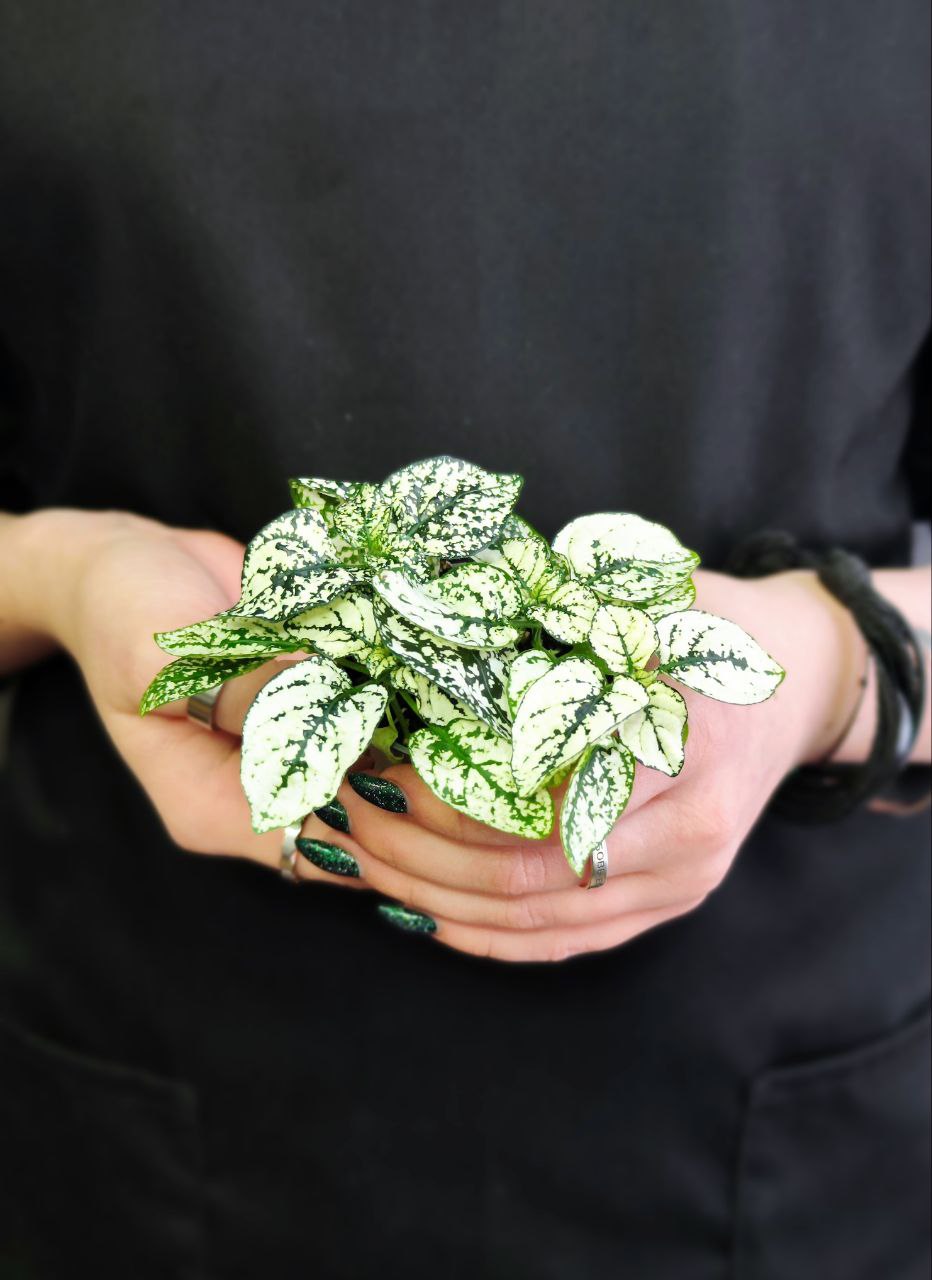 Гипоэстес Листоколосковый Вайт (Hypoestes Phyllostachya White) D6см