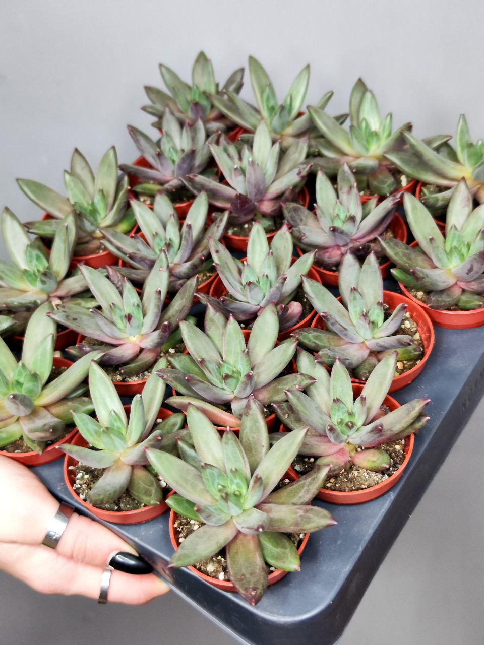 Эхеверия Элегантная (Echeveria Elegant) D5см