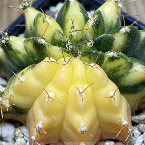 Гимнокалициум Михановича Вариегатный Желтый (Gymnocalycium Mihanovichii Variegata Yellow) D7см