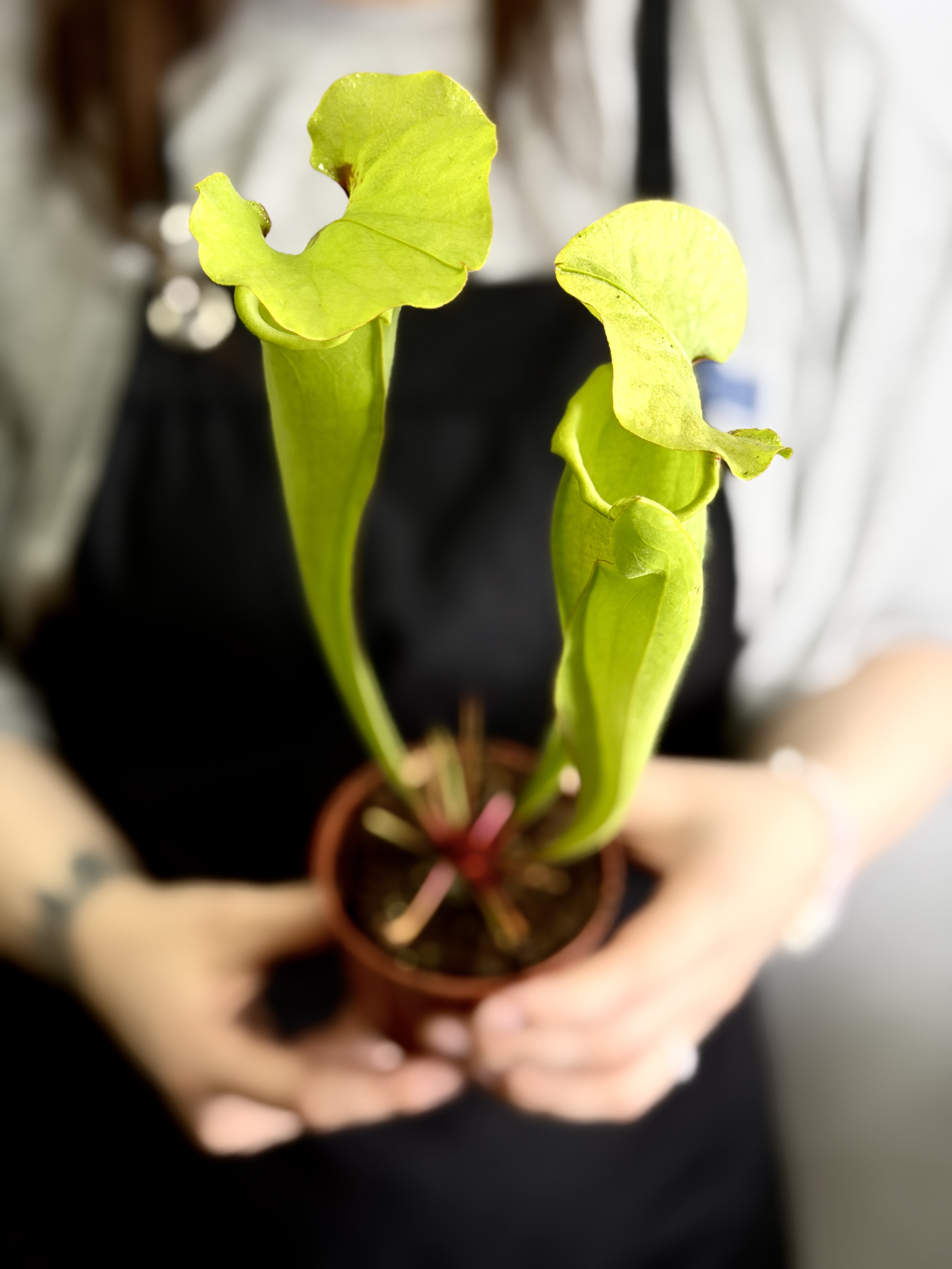 Саррацения Флава Гигантея (Sarracenia Flava Gigantea) D9см