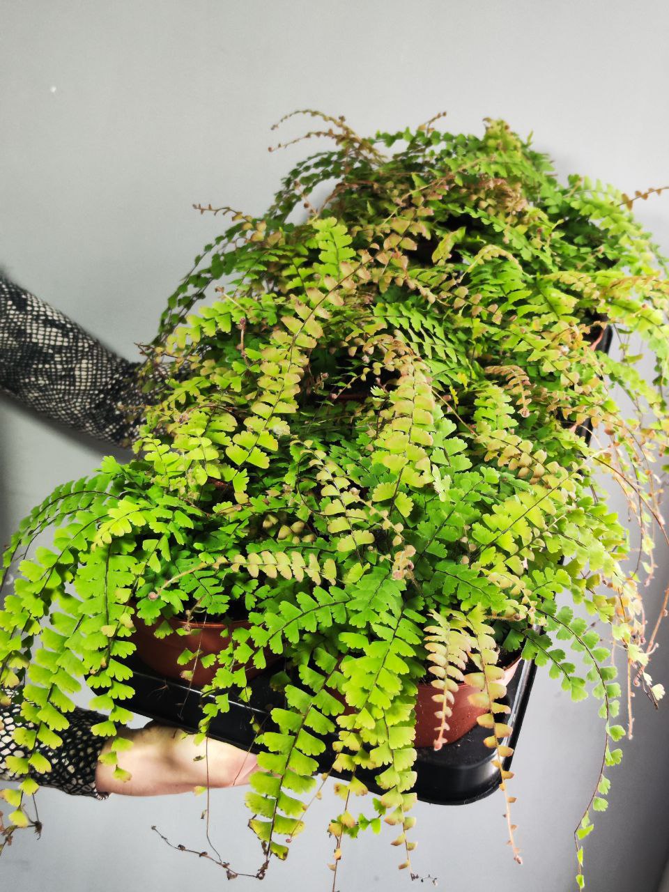 Папоротник Адиантум Хвостатый (Adiantum Caudatum) D12см
