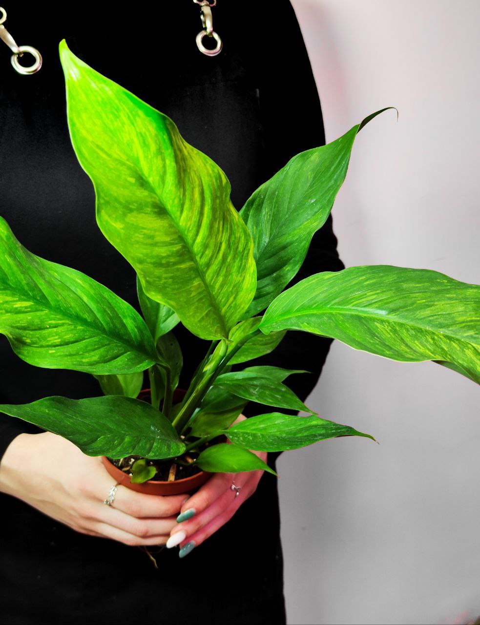 Спатифиллум Ауреа Вариегатный (Spathiphyllum Aurea Variegated) D10см