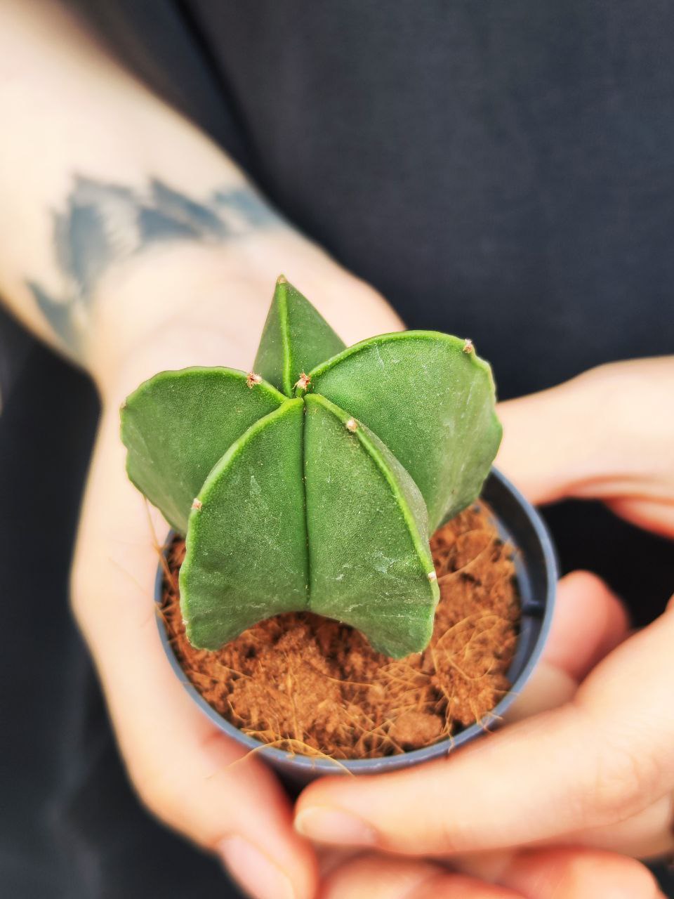 Астрофитум Мириостигма Нудум (Astrophytum Myriostigma var Nudum) D5см