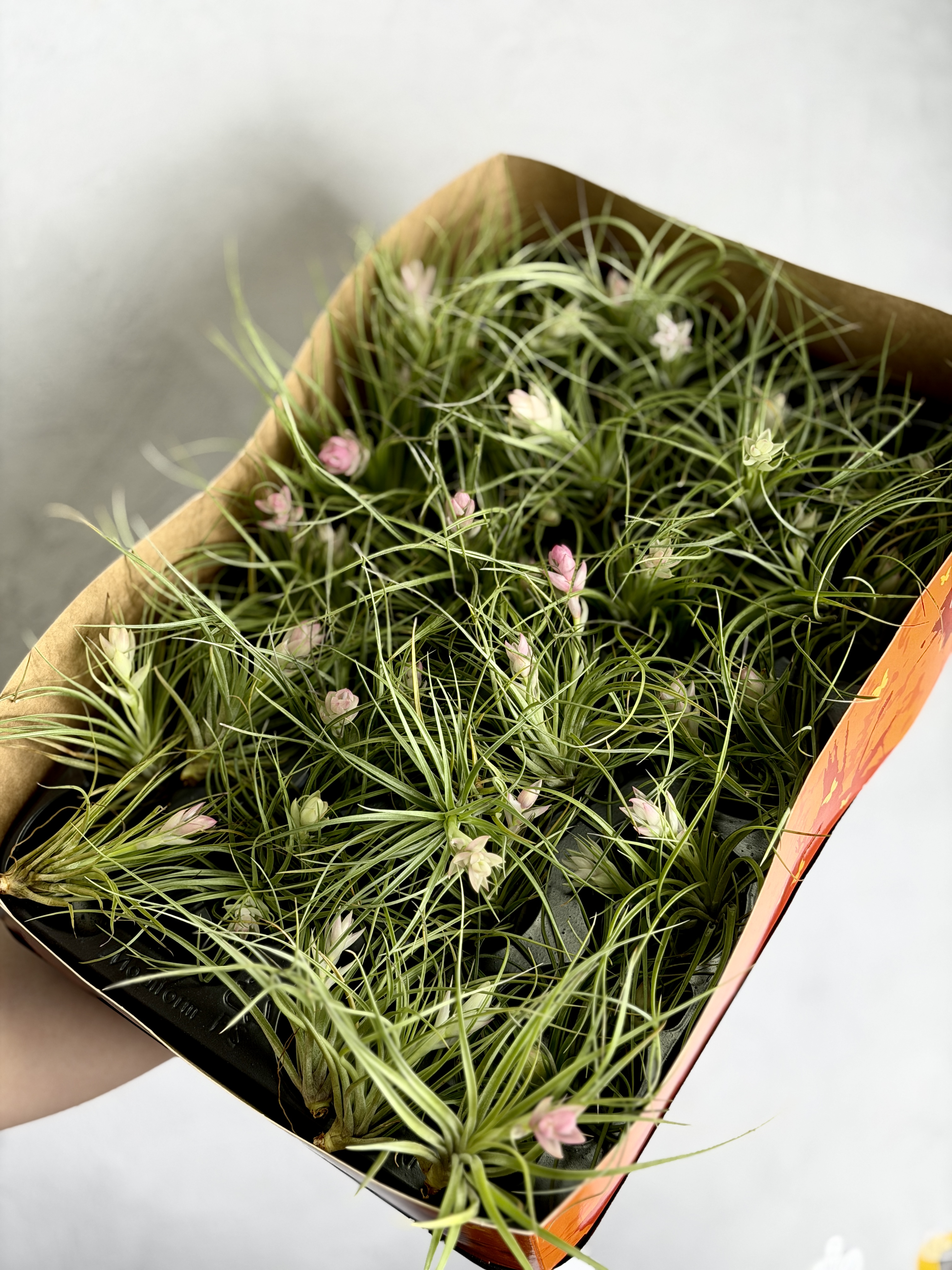 Тилландсия Стрикта Белоцветковая (Tillandsia Stricta White Flowered)