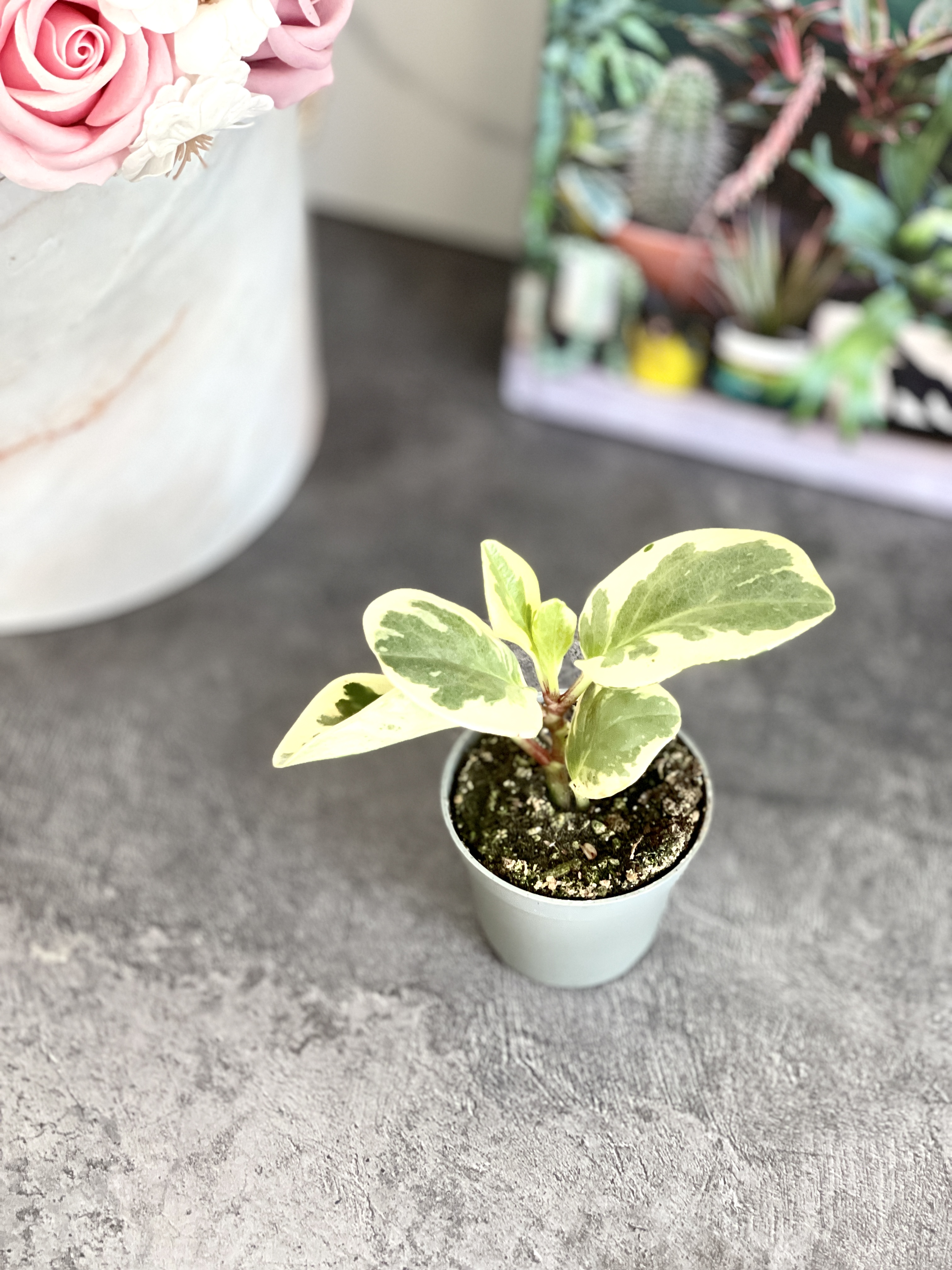 Пеперомия Туполистная Вариегатная (Peperomia Obtusifolia Variegata) D5см