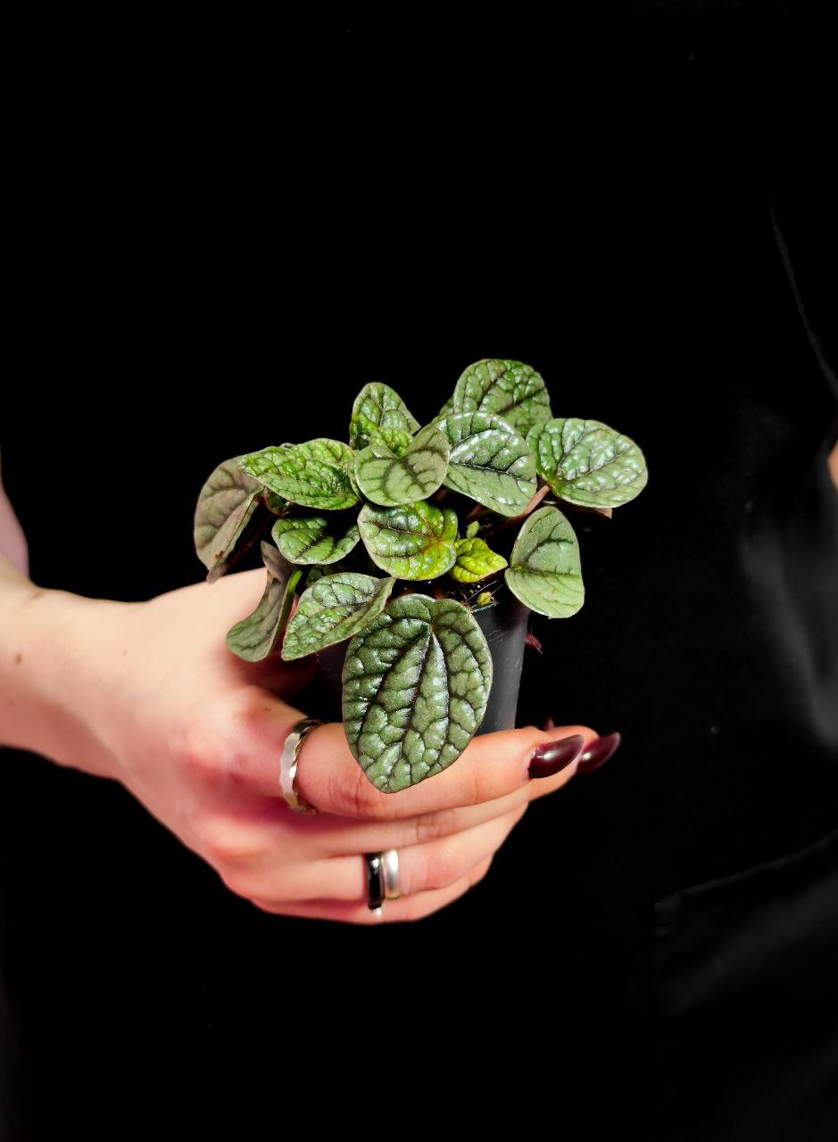 Пеперомия Грейхаунд (Peperomia Greyhound) D5см