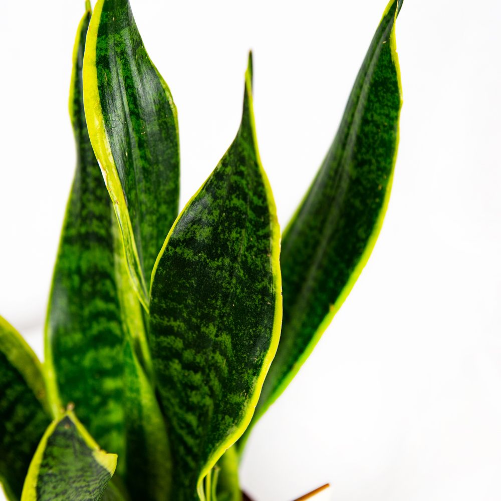 Сансевиерия Футура Суперба (Sansevieria Futura Superba) D9см