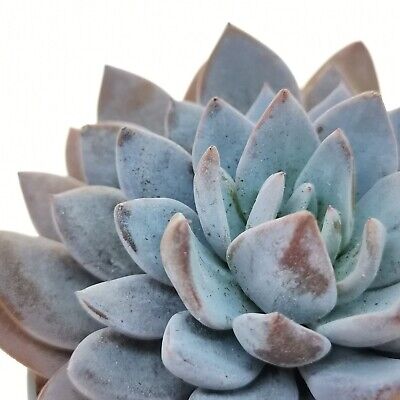 Граптоверия Лулу (Graptoveria Lulu) D5см