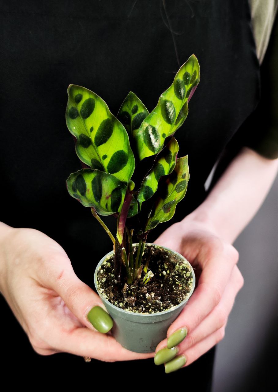 Калатея Лансифолия (Calathea Lancifolia) D6см