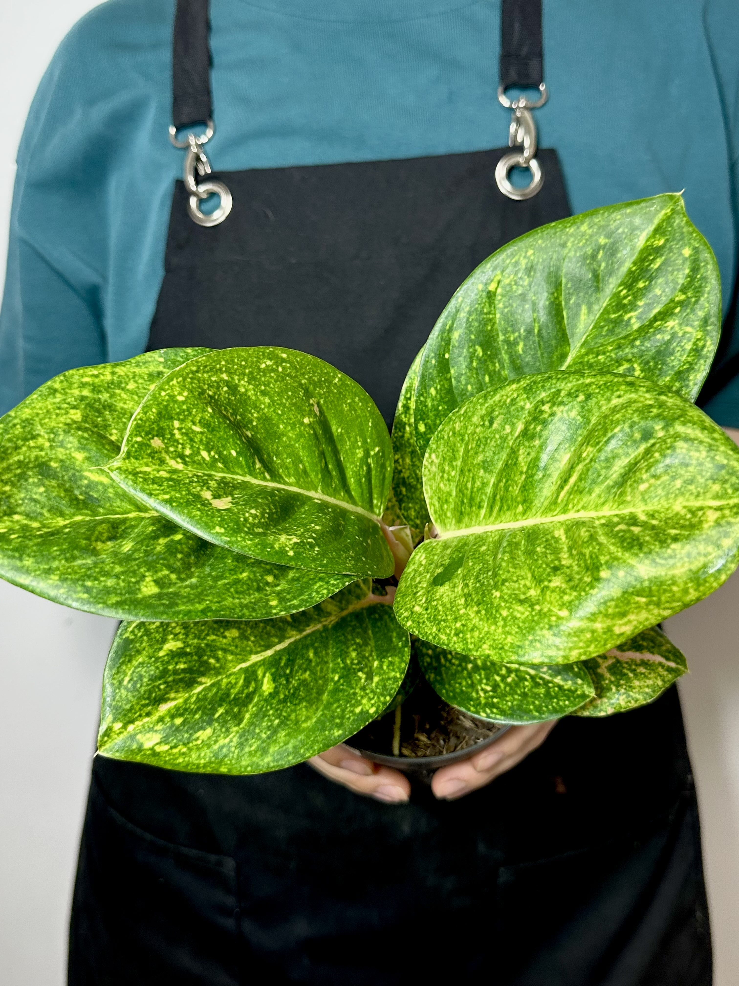 Аглаонема Эпл Грин (Aglaonema Apple Green) D12см