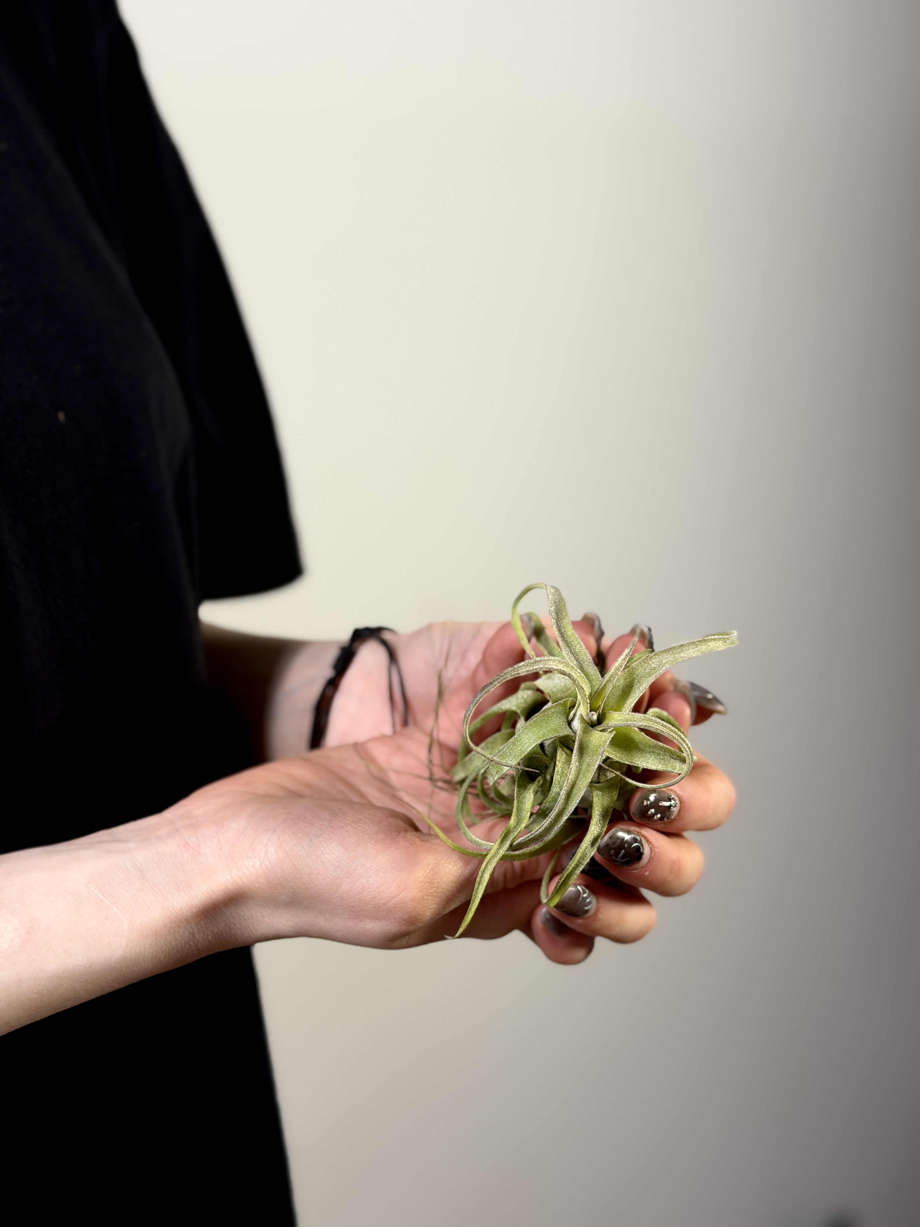 Тилландсия Стрептофилла Мини (Tillandsia Streptophylla Mini)