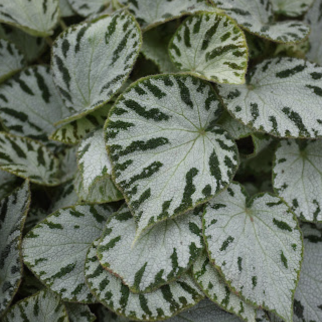Бегония Сильвер Джевел (Begonia Silver Jewel) D12см