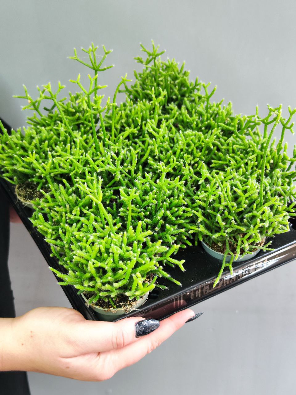 Рипсалис Цереускула (Rhipsalis Cereuscula) D5см