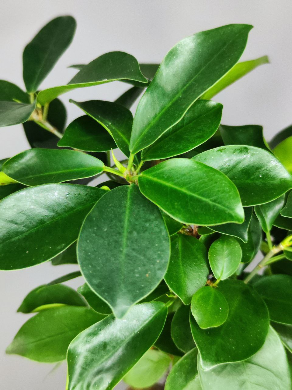Фикус Микрокарпа (Ficus Microcarpa) D15см