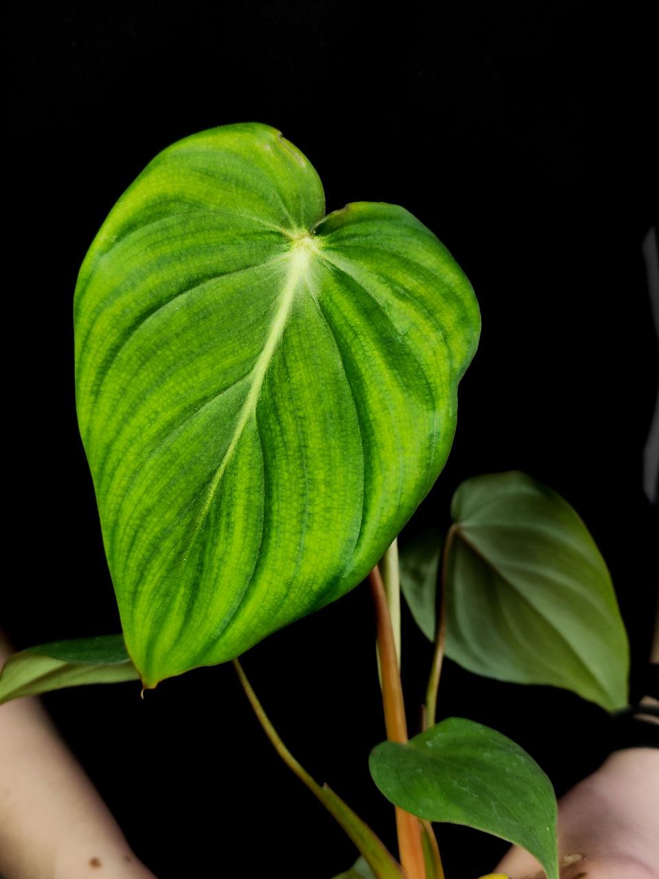 Филодендрон Макдауэлл (Philodendron McDowell) D6см