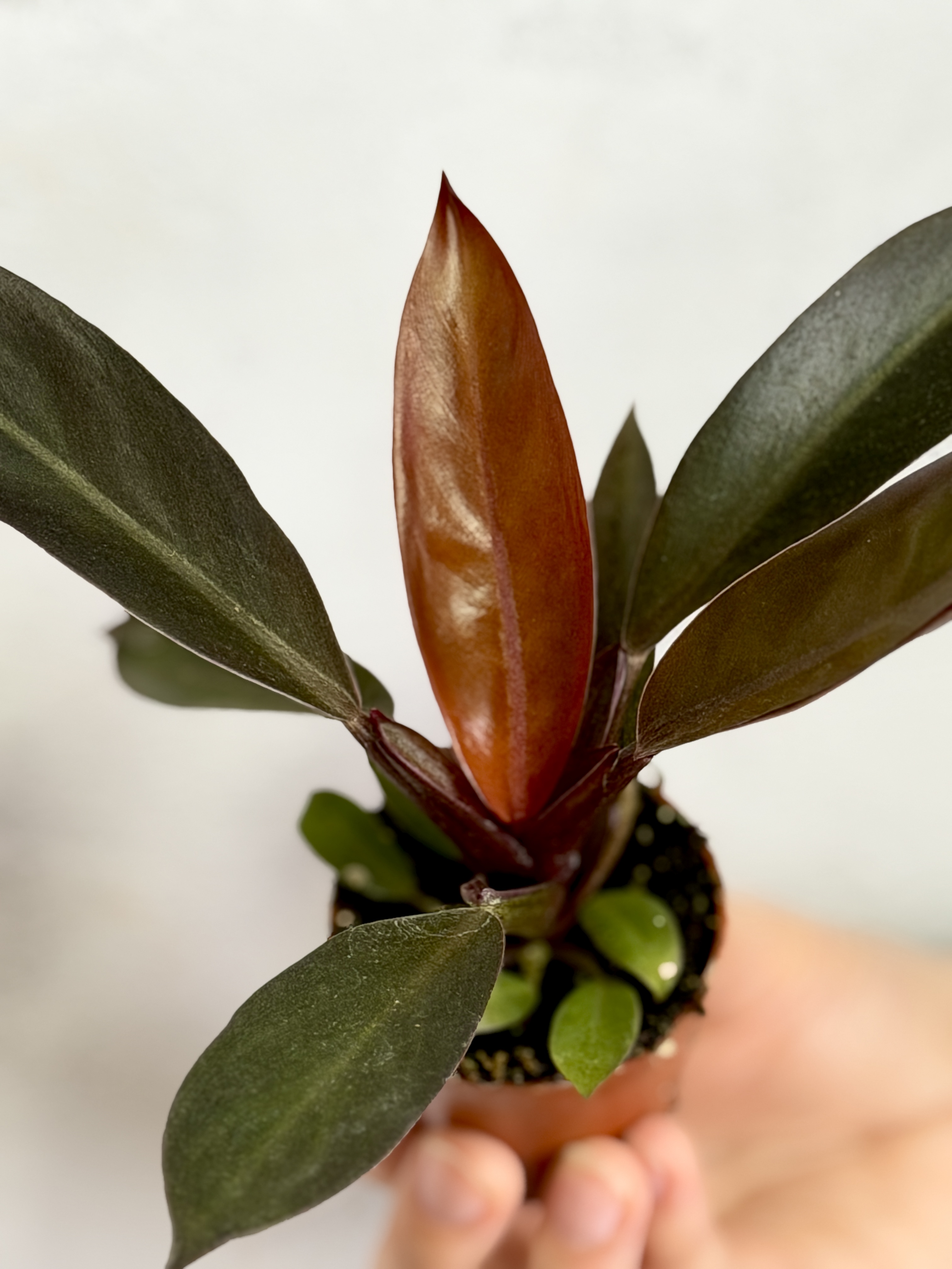 Филодендрон Блэк Кардинал (Philodendron Black Cardinal) D6см