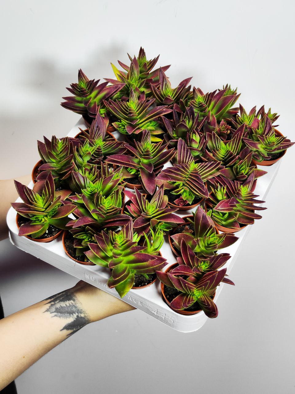 Крассула Капителла Красная (Crassula Capitella Red) D5см