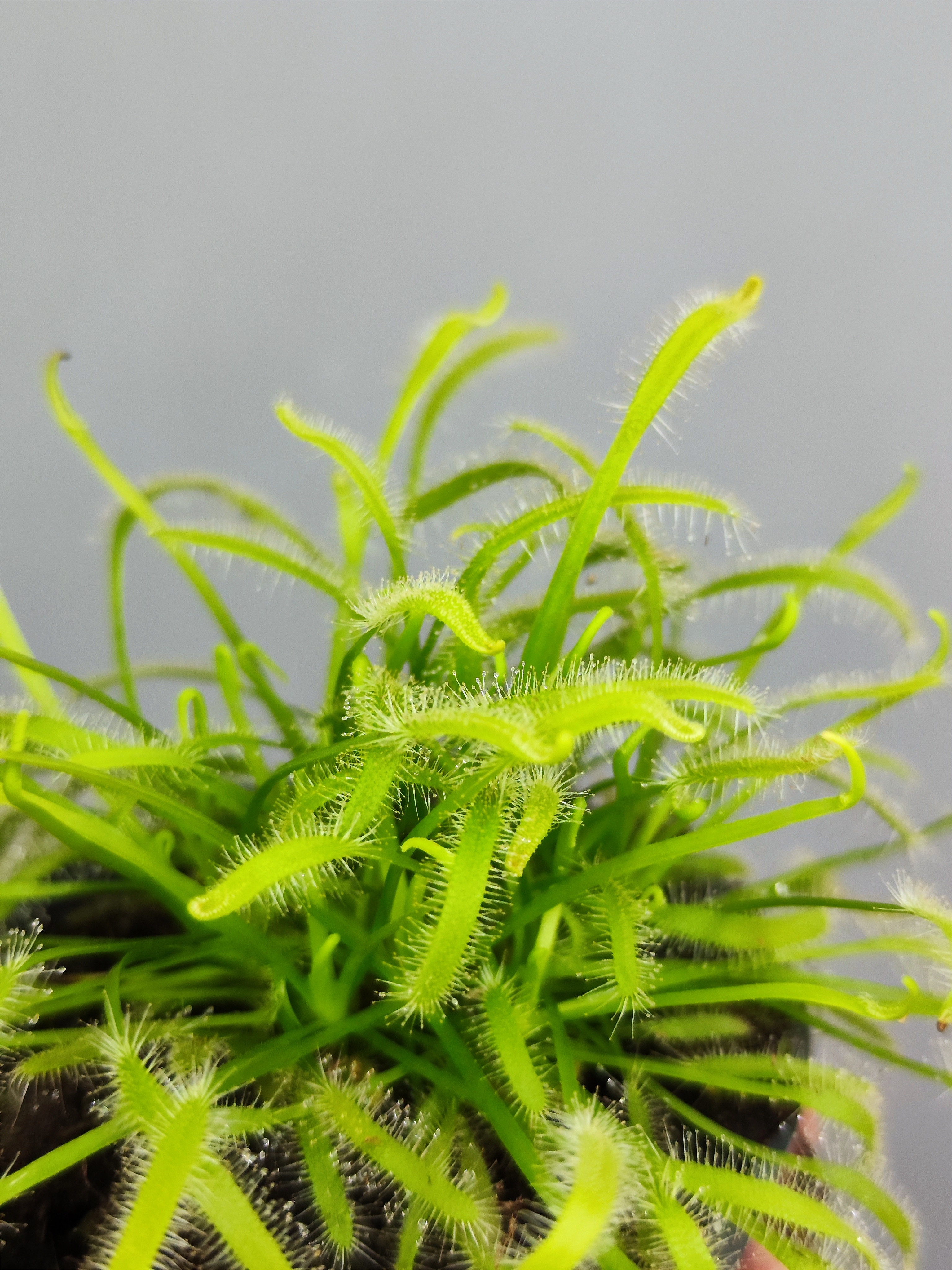 Росянка Альба (Drosera Alba) D9см