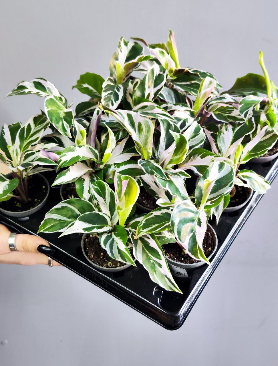 Калатея Вайт Фьюжин (Calathea White Fusion) D6см