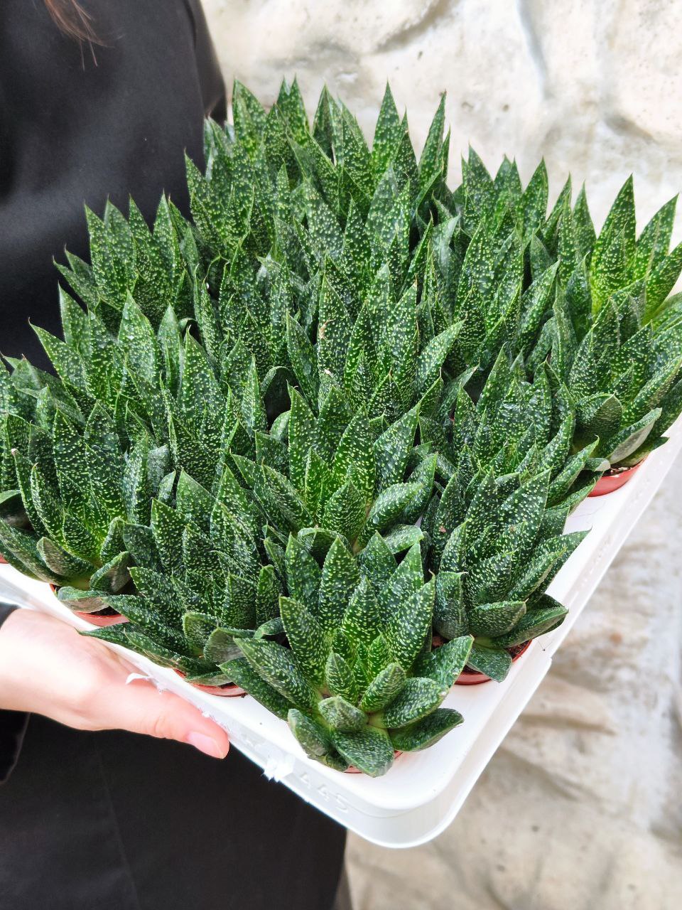 Гастерия Дуэ (Gasteria Due) D5см