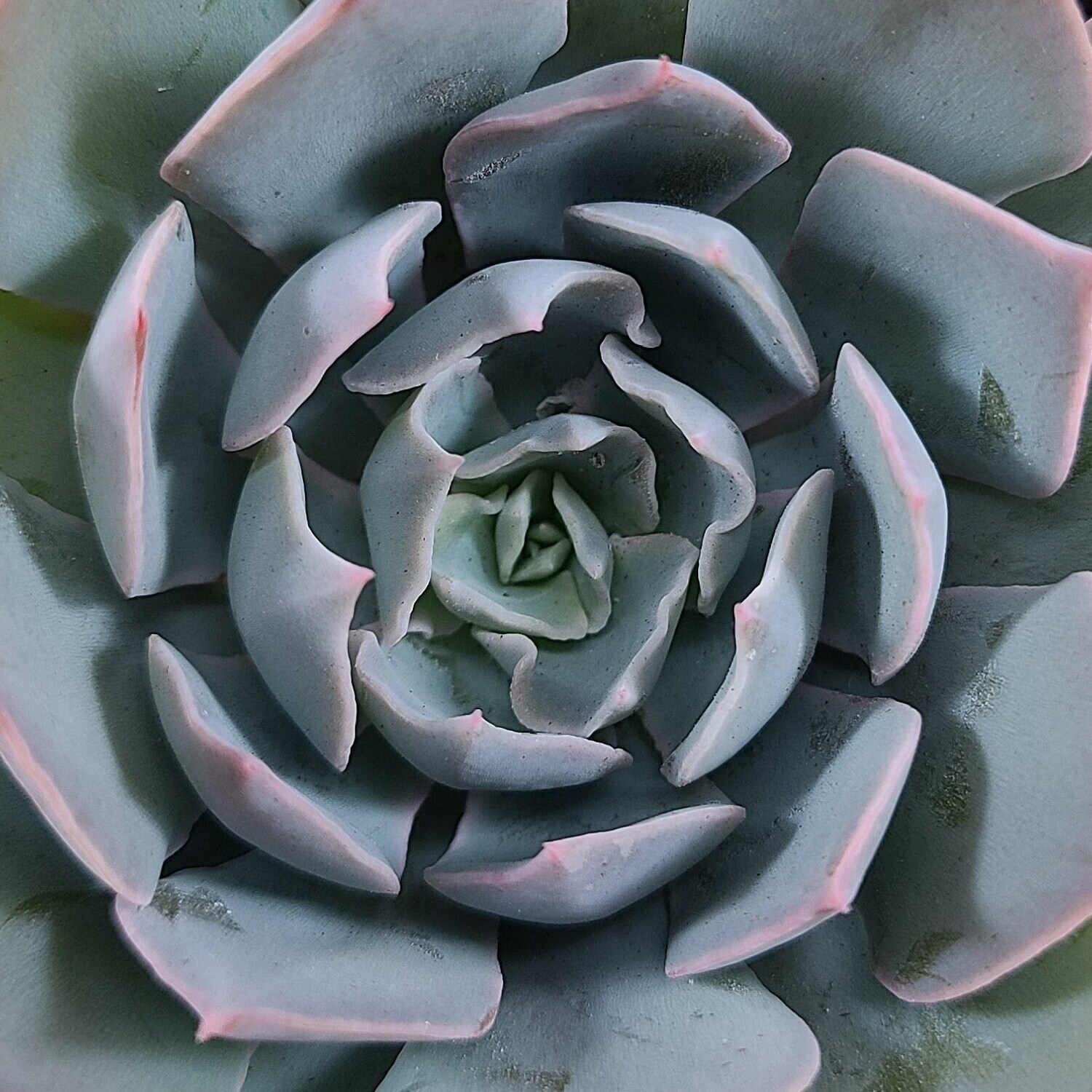 Эхеверия Грей Принц (Echeveria Grey Prince) D5см