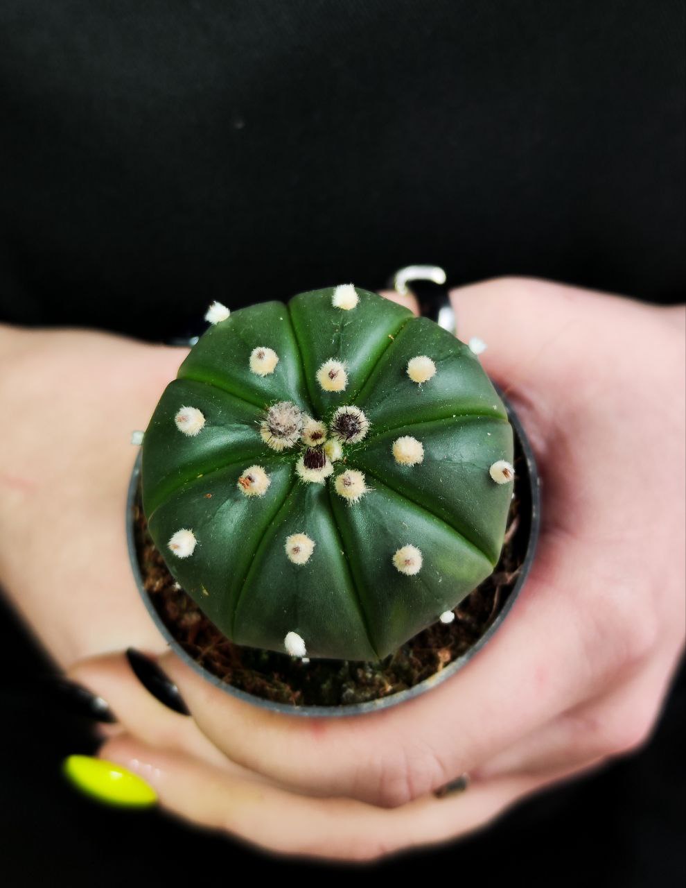 Астрофитум Астериас Гибридный (Astrophytum Asterias cv. Ruri Kabuto) D5см