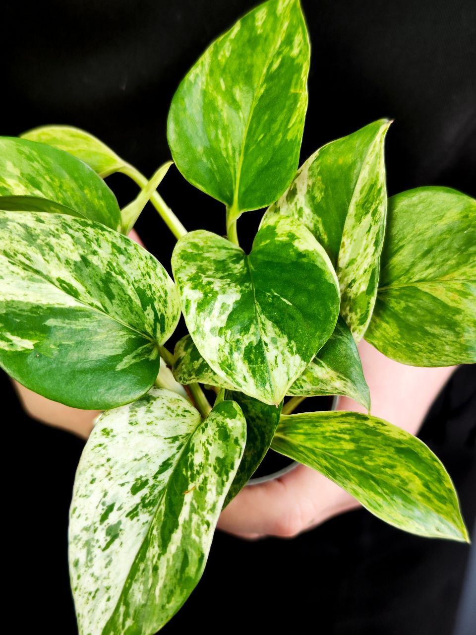 Эпипремнум Марбл Квин, Сциндапсус (Epipremnum Pinnatum Marble Queen) D6см