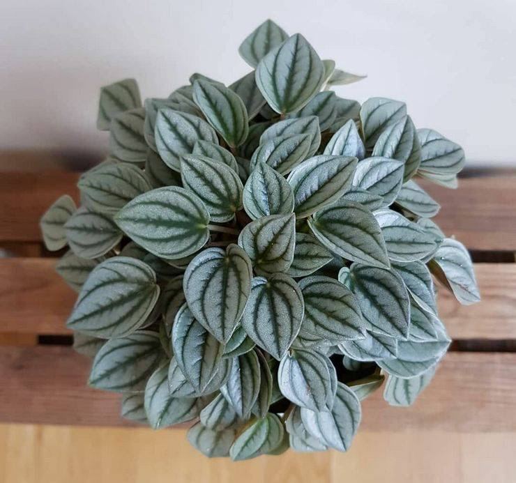 Пеперомия Мунлайт, или Серебристая (Peperomia Moonlight) D7см