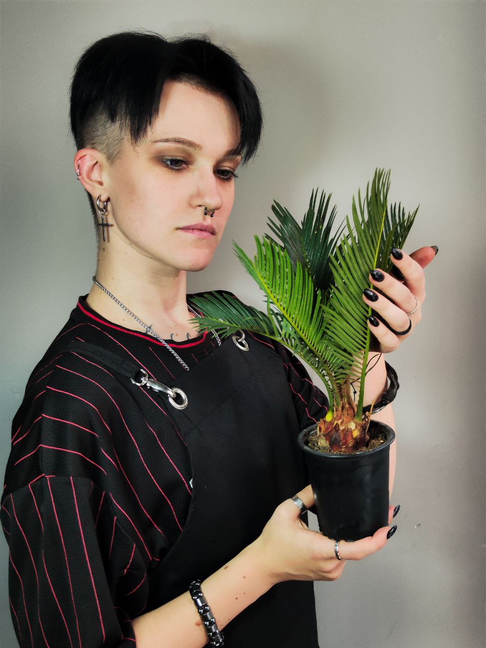 Цикас Революта (Cycas Revoluta) D9см