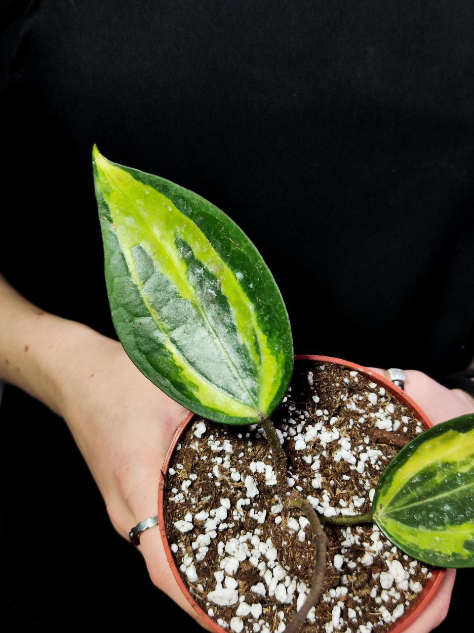 Хойя Латифолия Пот оф Голд (Hoya Latifolia Pot of Gold) D10см