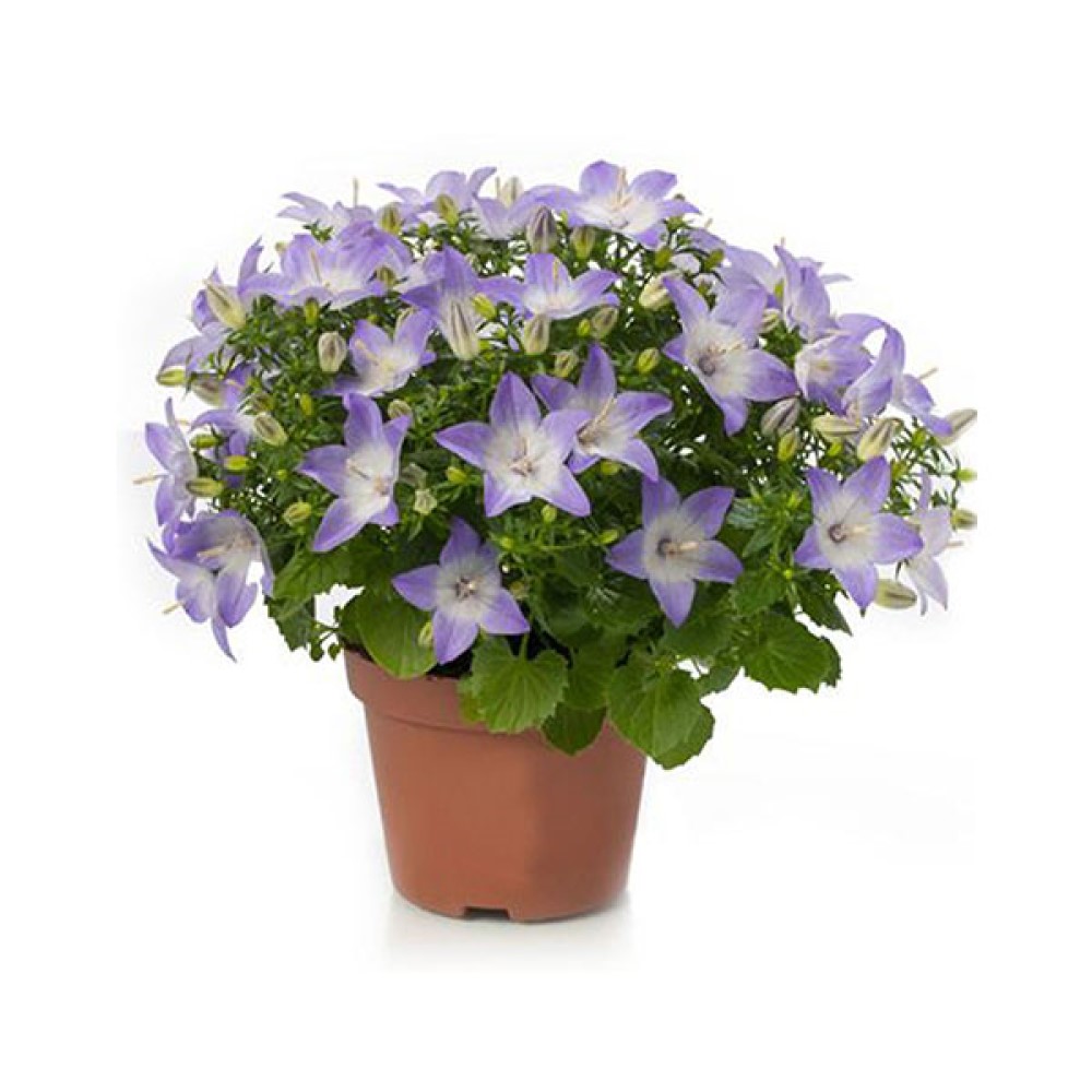 Кампанула Берлин Биколор (Campanula Iso Berlin Bicolor) D11см