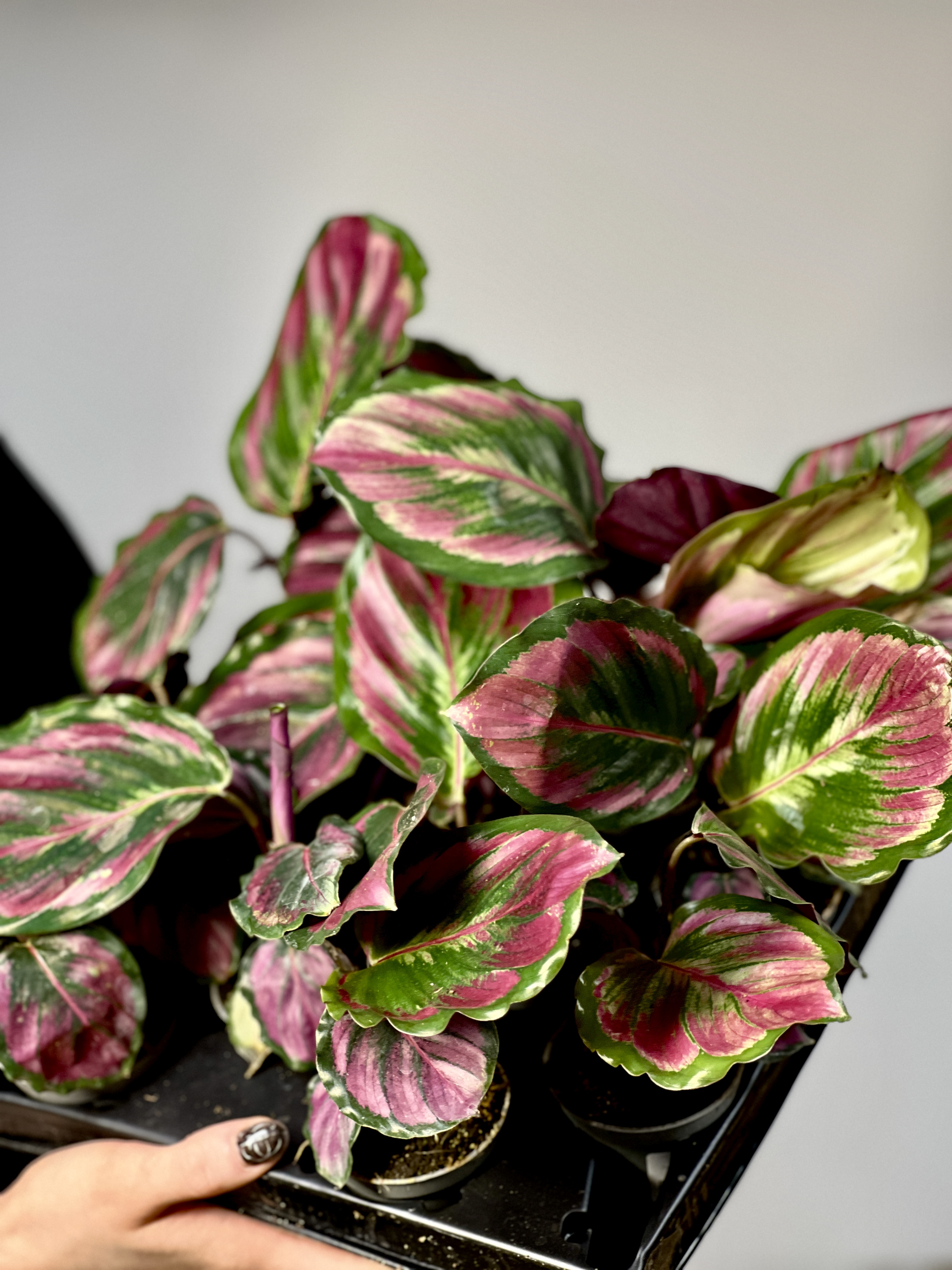 Калатея Розеопикта Мисти Ред (Calathea Roseopicta Misty Red) D6см