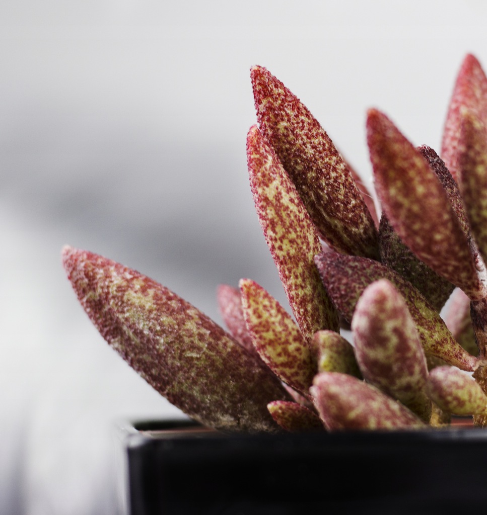 Адромискус Мариане Антидоркатум (Adromischus Marianae Antidorcatum) D5см