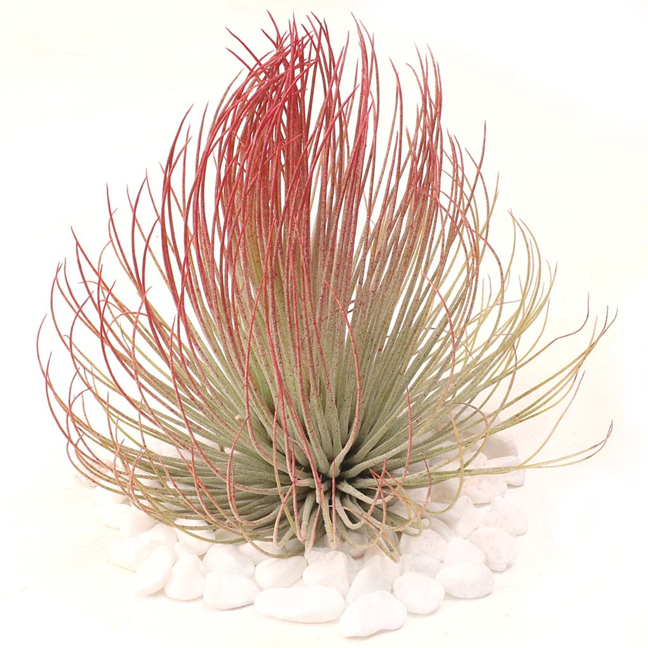 Тилландсия Андреана (Tillandsia Andreana)