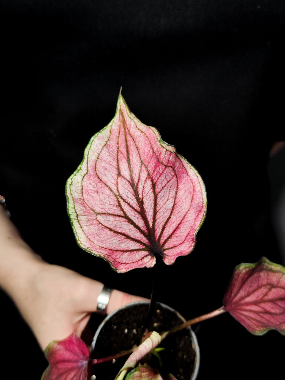 Каладиум Люси (Caladium Lucia) D6см