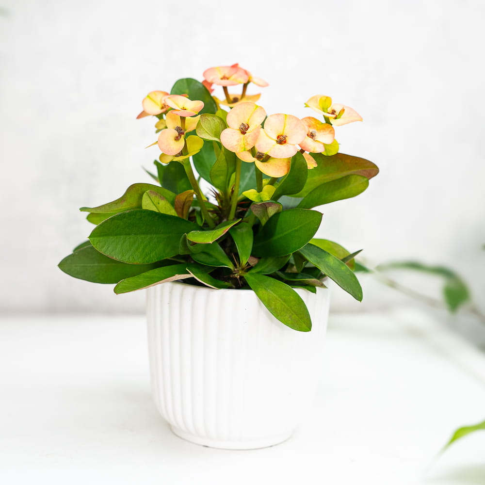 Эуфорбия Миля Персиковая (Euphorbia Milii Hera) D6см