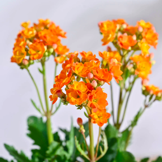 Каланхоэ Розалина Персиковая (Kalanchoe Rosalina Orange) D9см