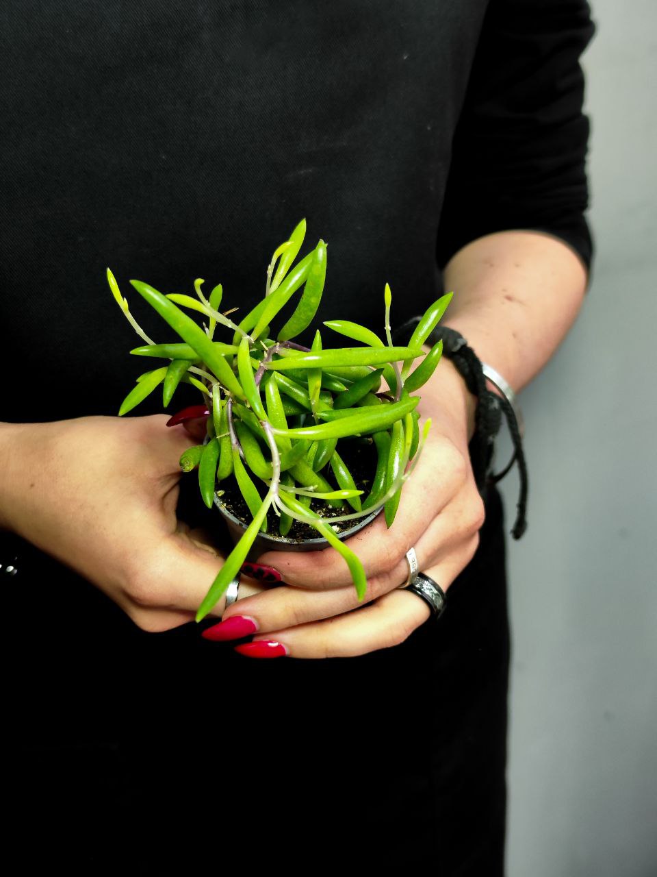 Крестовник Пурпл Флэш (Senecio Herreianus Purple Flush) D6см