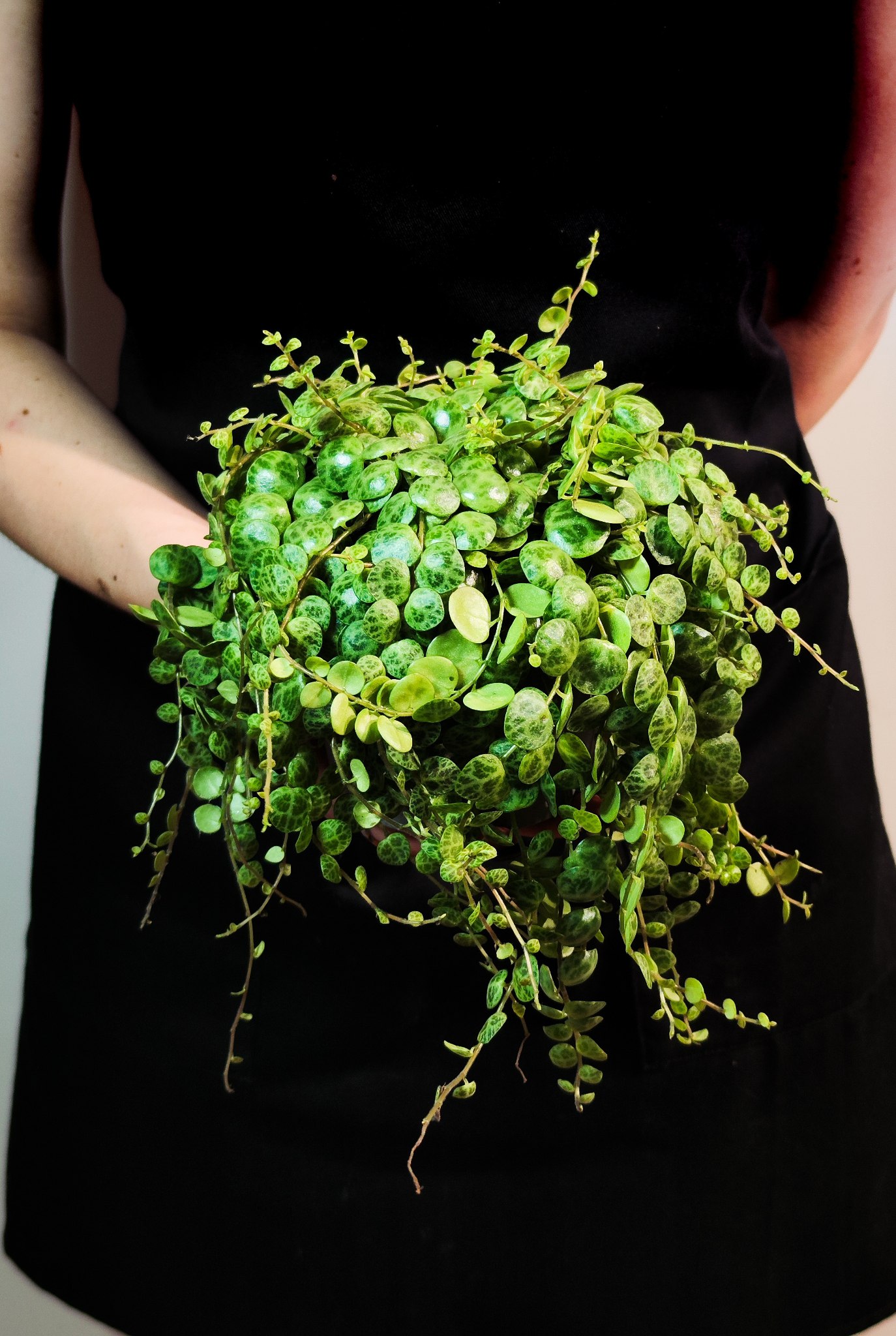 Пеперомия Прострата (Peperomia Prostrata) D12см