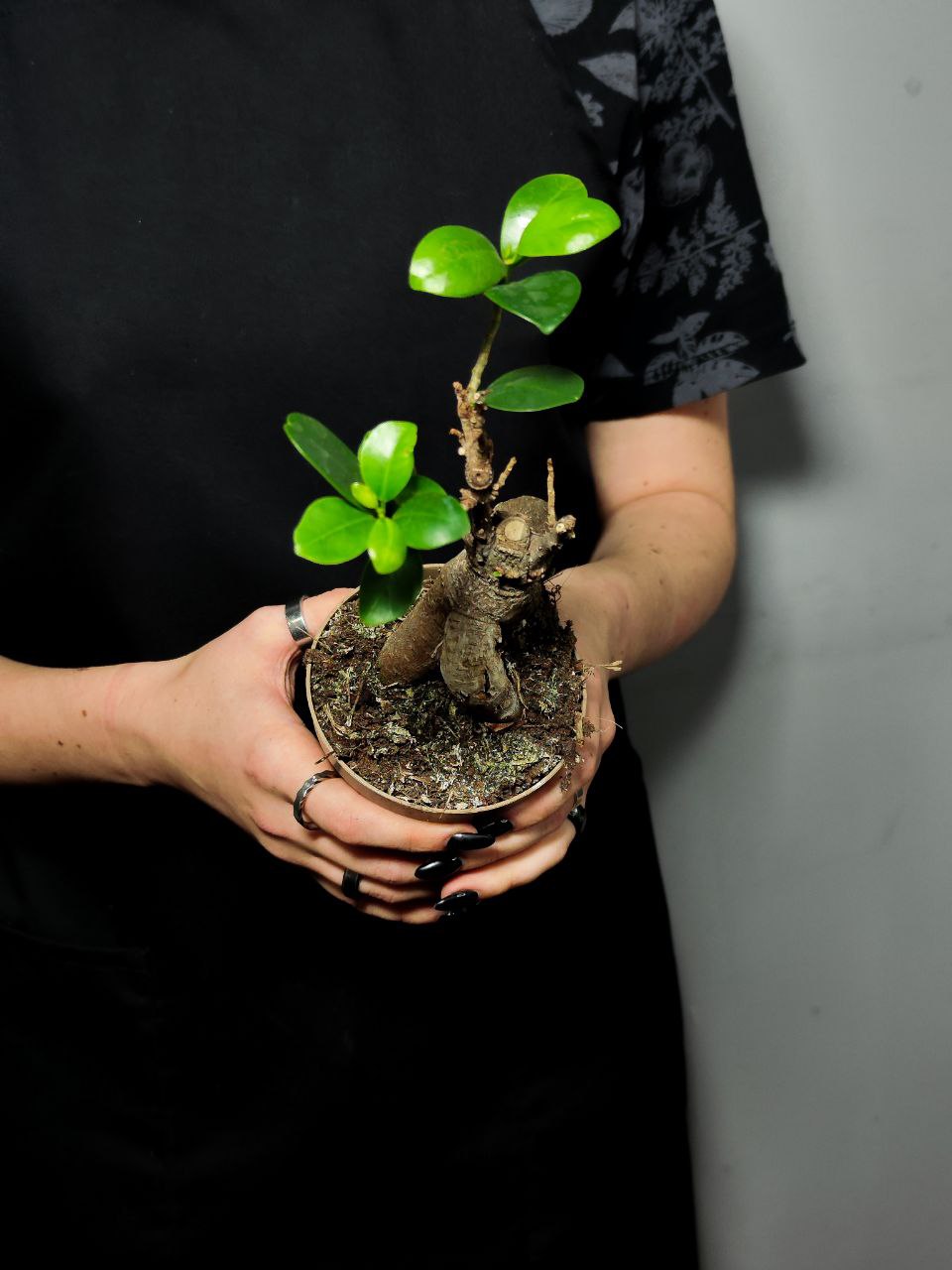 Бонсай Фикус Микрокарпа (Ficus Microcarpa) D9см УЦЕНКА