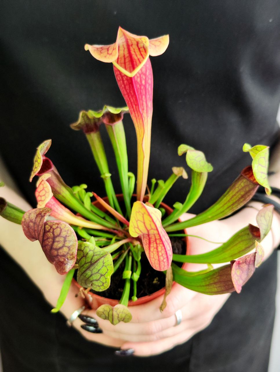 Саррацения Тесс (Sarracenia Tess) D9см