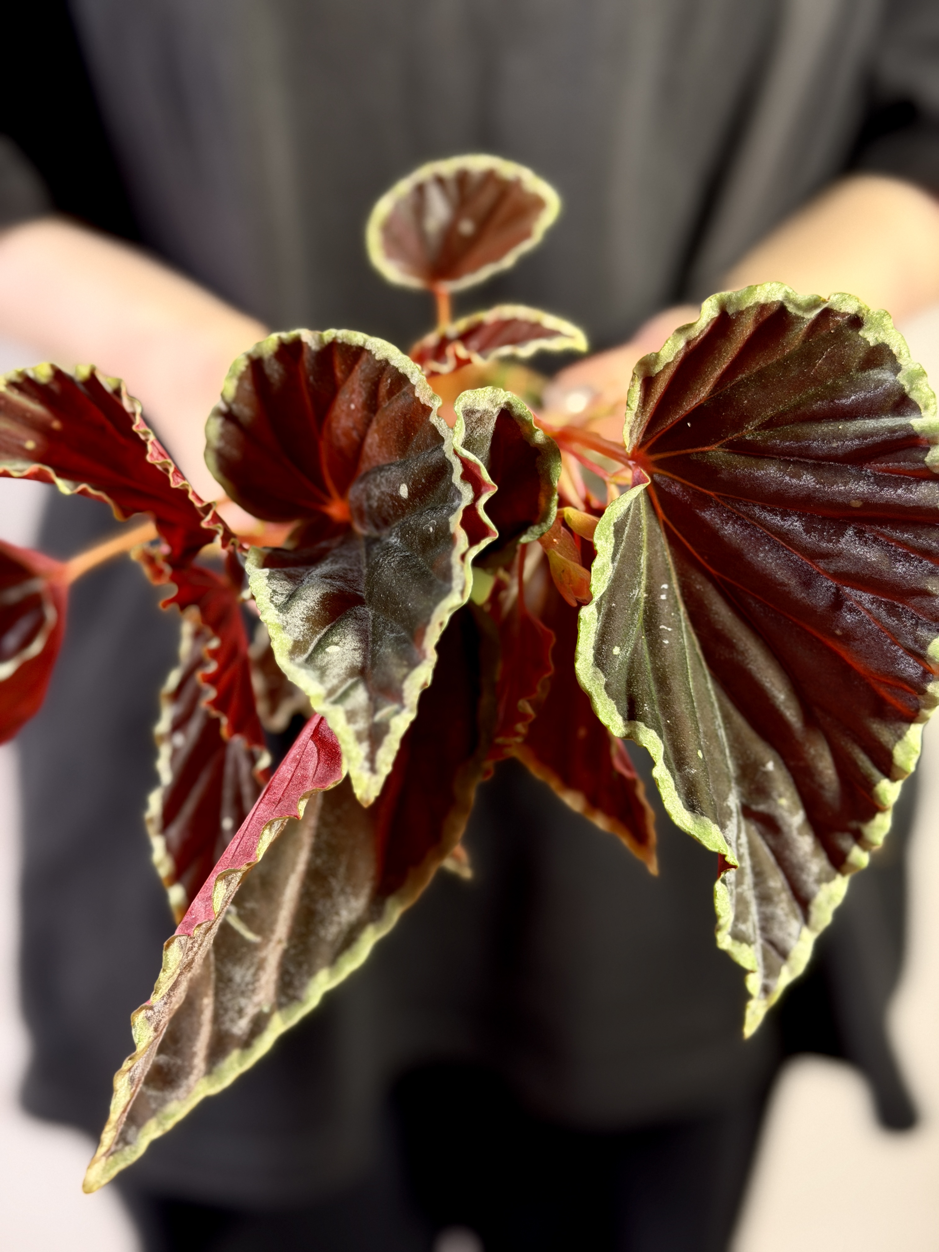 Бегония Дарт Вейдер (Begonia Darthvaderiana) D8см