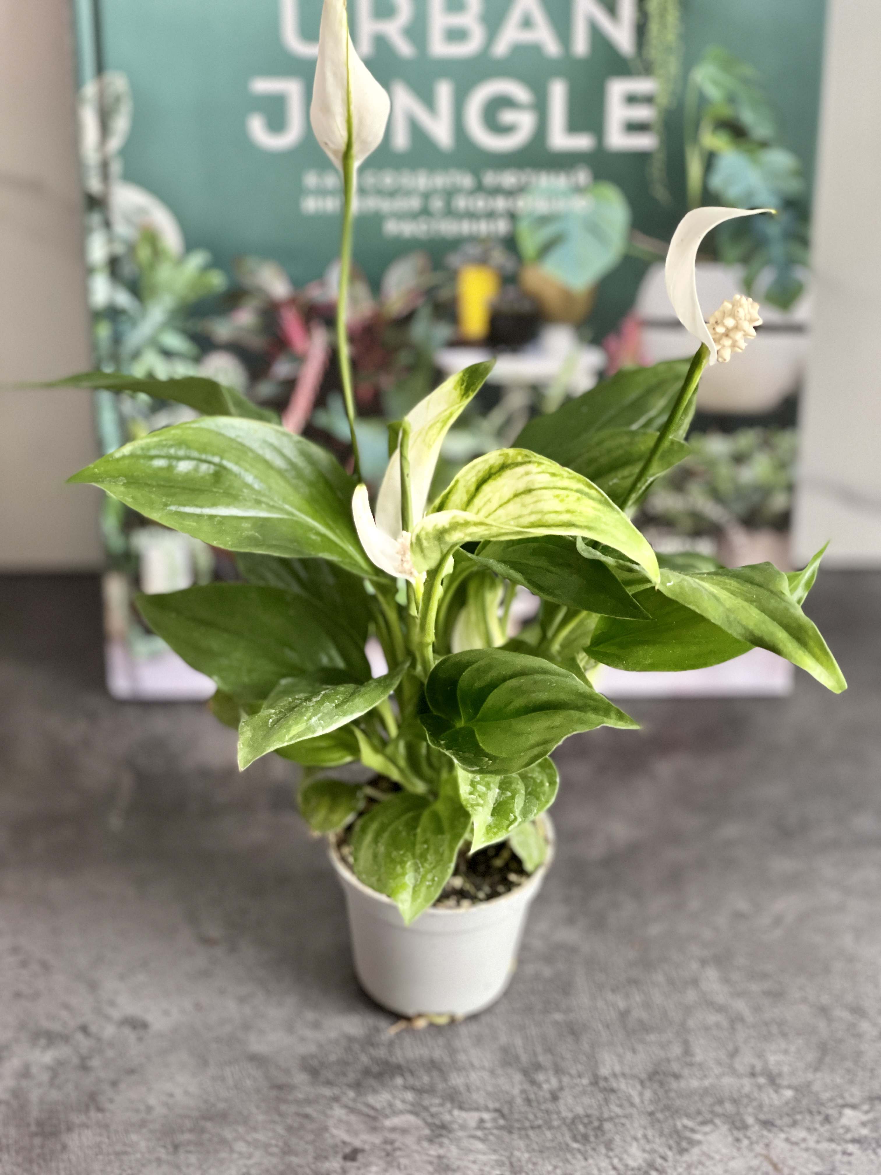 Спатифиллум Перл Купидо (Spathiphyllum Pearl Cupido) D7см
