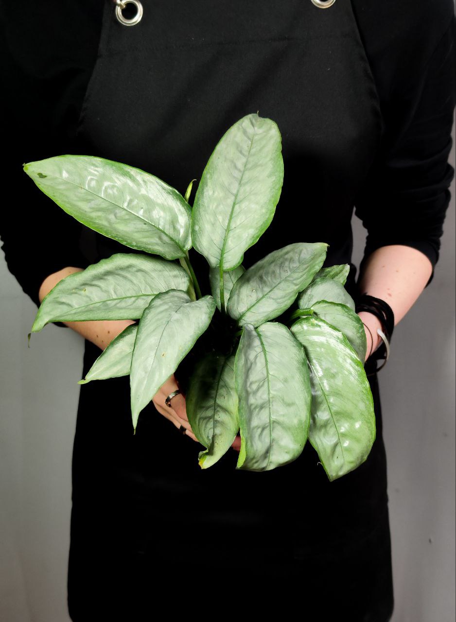 Шизматоглоттис Сильвер Форм (Schismatoglottis Sp. Silver form) D10см